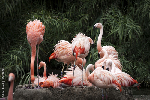 Nesting Flamingos Flock