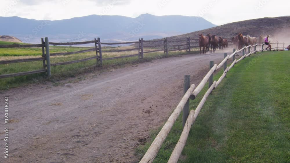 Slow motion - Horses appear from edge of frame and trot past the camera along a fenced lane on their way to pasture. Slow motion - Horses appear from edge of frame and trot past the camera along a fenced lane on their way to pasture.