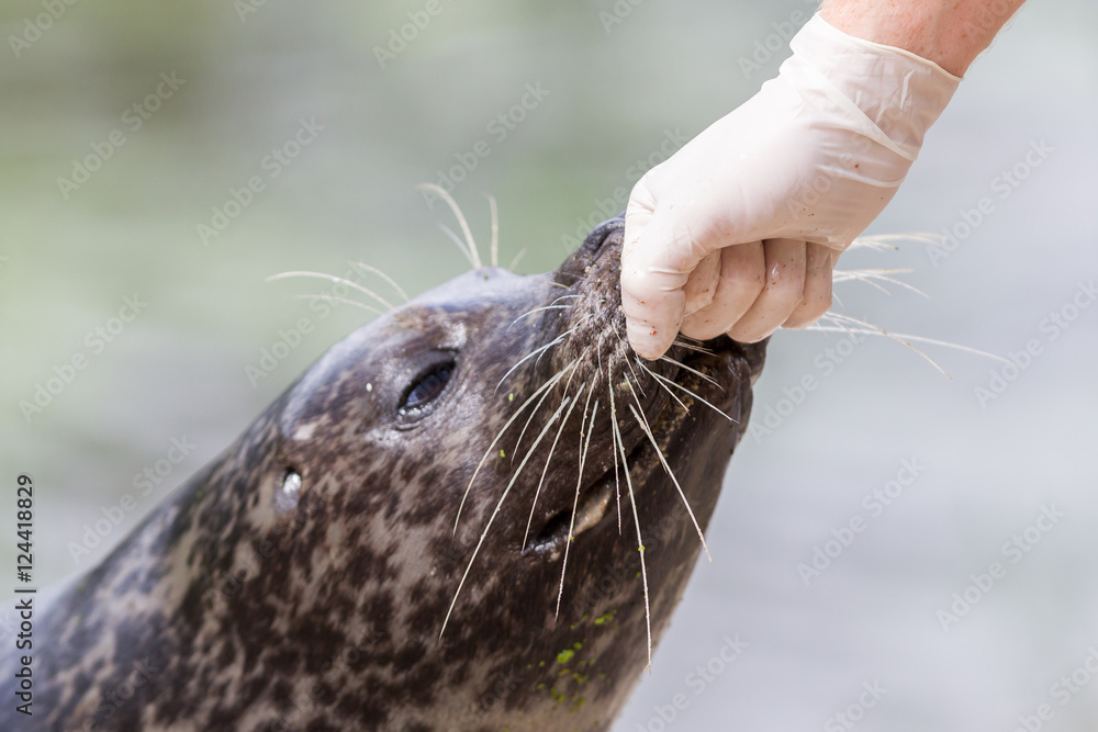 Adult sealion being treated - Selective focus on hand Adult sealion being treated - Selective focus on hand