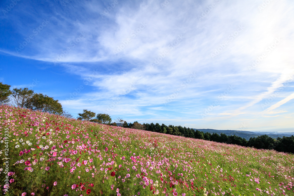 コスモス畑＠長崎県諫早市白木峰