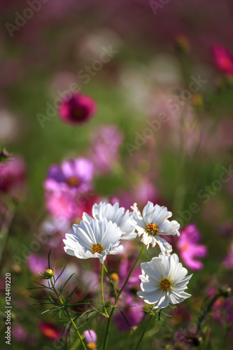 コスモスの花