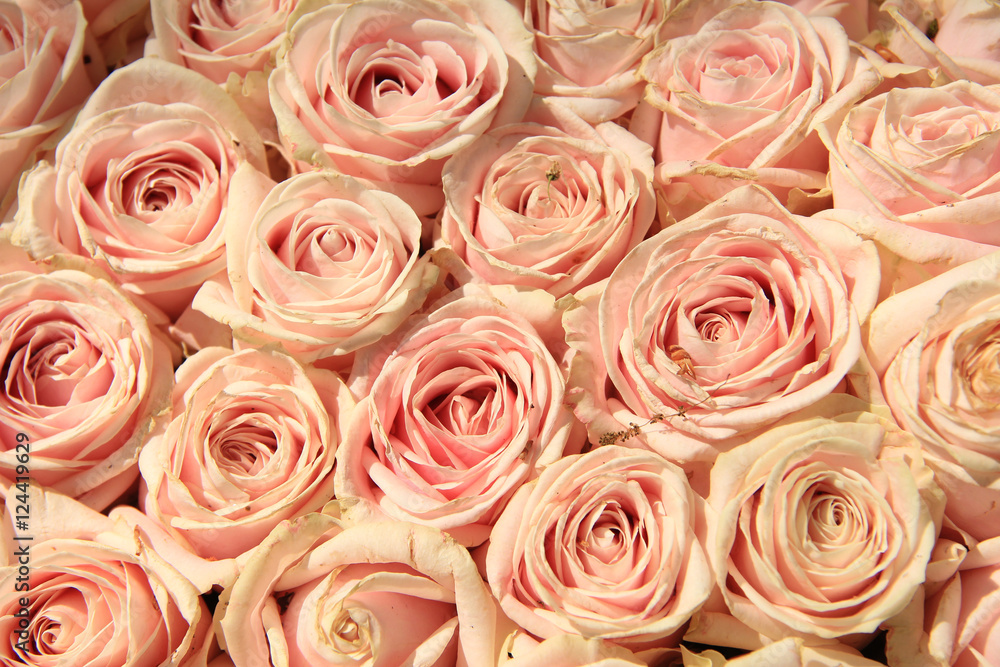 Pink wedding roses Pink wedding roses