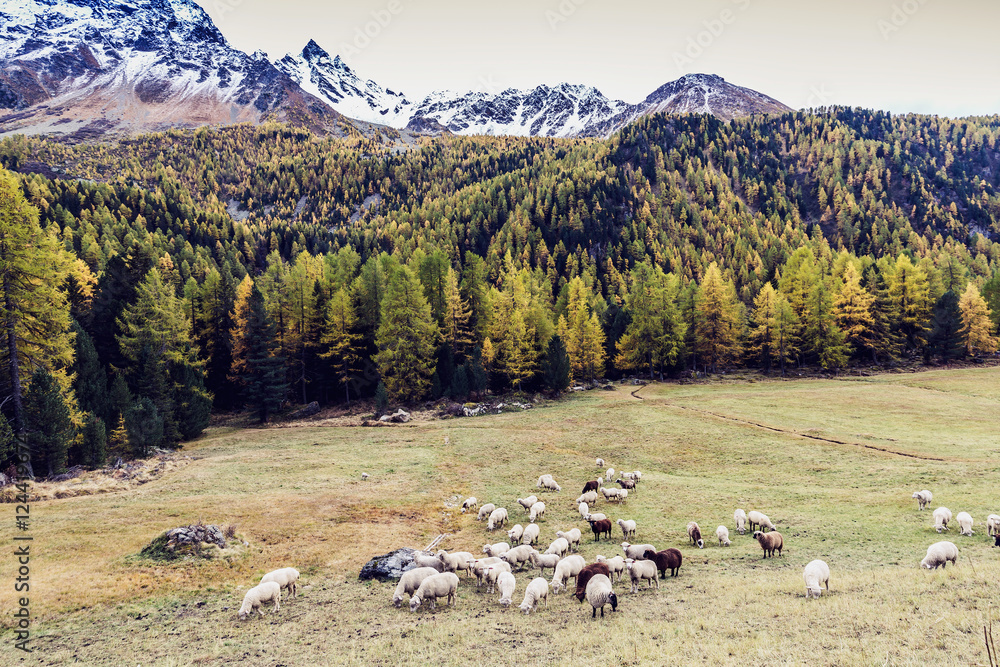 Gregge di pecore al pascolo in tardo autunno
