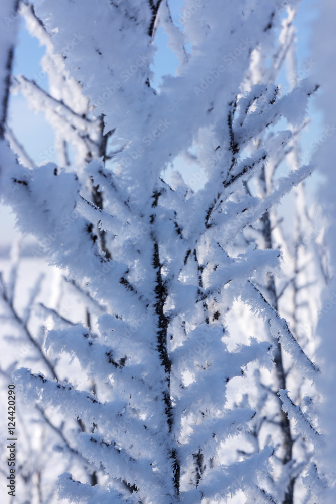 Snow covered branches on a cold winter day