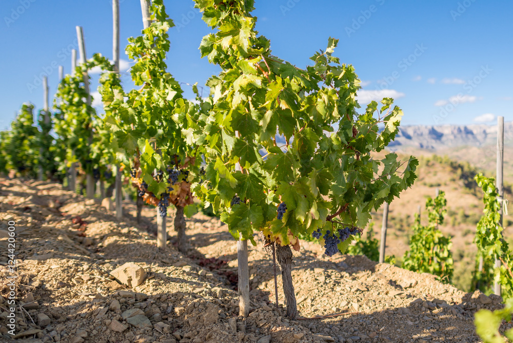 Vineyard in the Comarca Priorat, a famous wine-growing area where the prestigious wine of the Priorat and Montsant is produced. Wine has been cultivated here since the 12th century