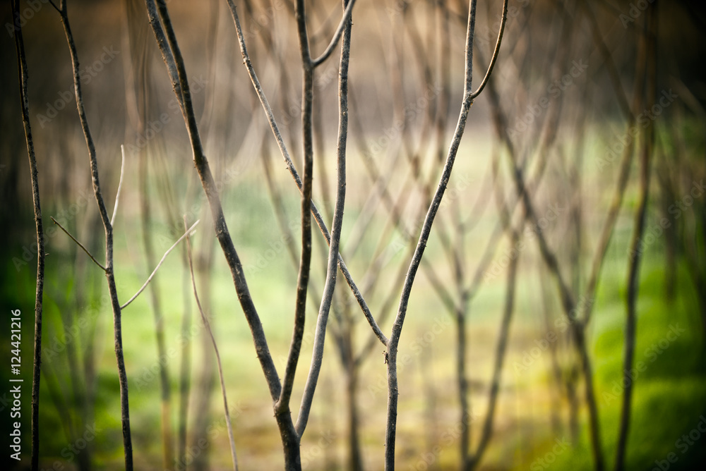 Obraz premium tree branches