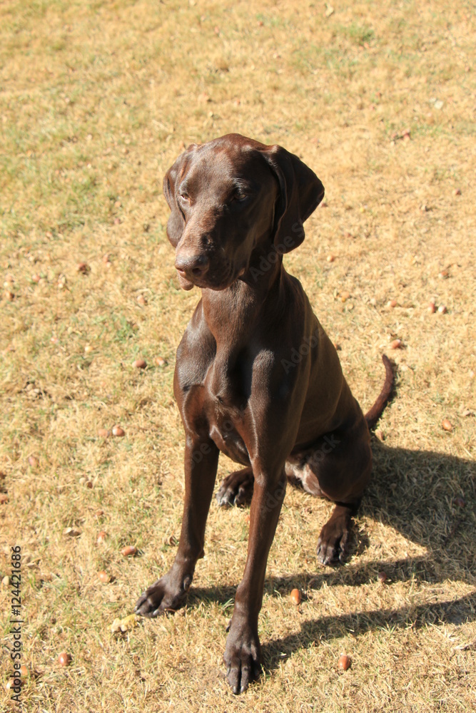 German Shorthaired Pointer German Shorthaired Pointer