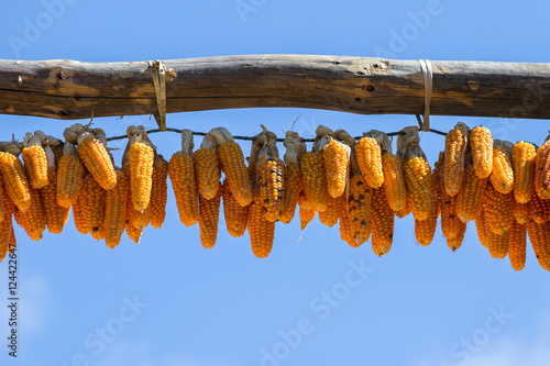 Bunches of dry corn and blue sky in Nepal