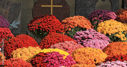 chrysanthèmes de la toussaint