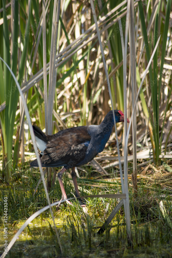 Naklejka premium Wamphen