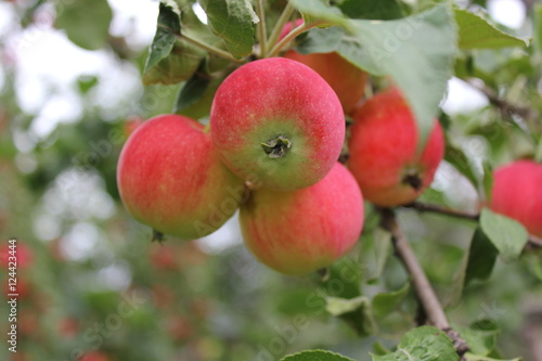Red ripe apples on branch 20514