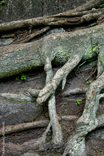 Tree root and moss background in the wood. Old. Close up. © bondarillia