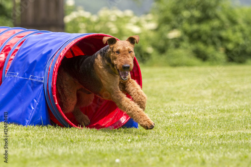 Принти на полотні Agility - Airedale Terrier im Tunnel