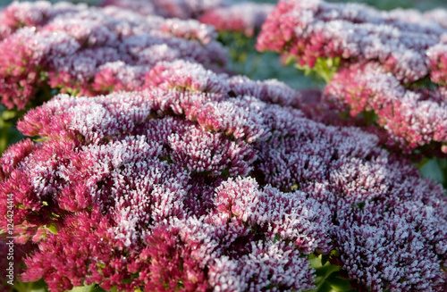 Sedum hybrida