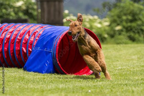 Agility - Airedale Terrier im Tunnel photo