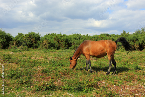 Pony Grazing in the New Forest national park