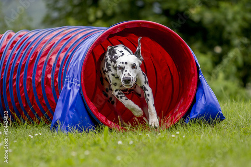 Obraz na plátně Agility - Dalmatiner im Tunnel