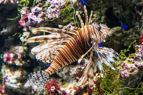 exotic fish lionfish on the sea bed or the aquarium  photo