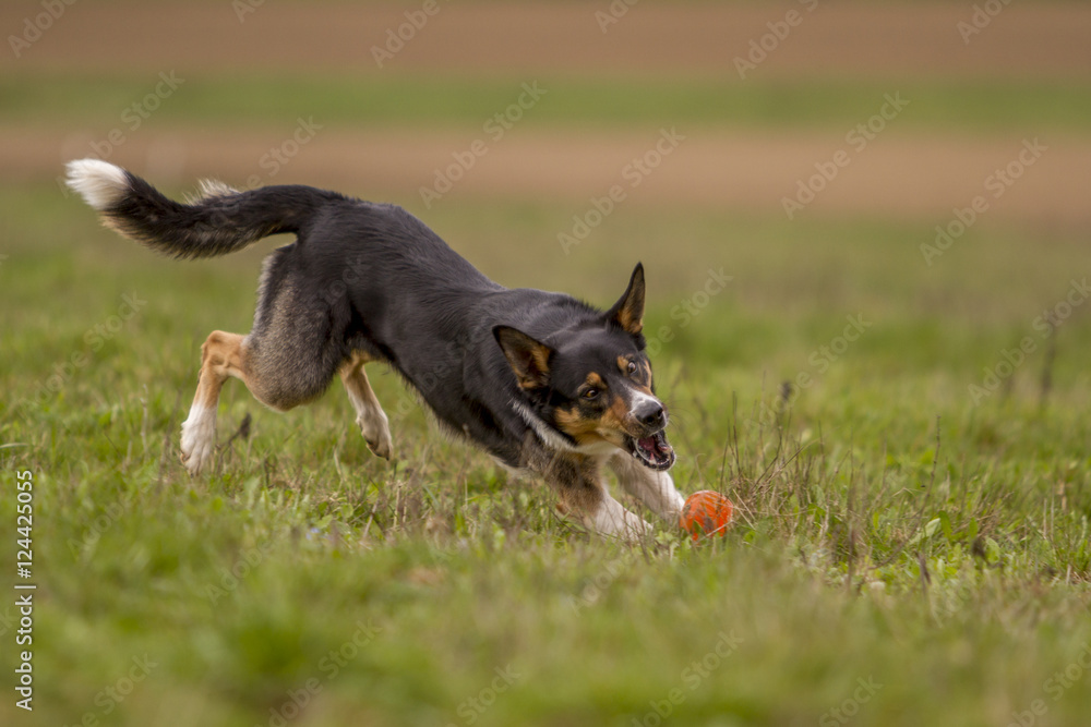 Border Collie beim Fangen eines Balls Border Collie beim Fangen eines Balls