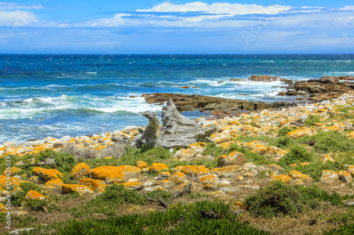 Beach with boulders and kelp in Cape of Good Hope. The Cape of Good Hope is seen as a backdrop to a boulder strewn beach covered in kelp. Atlantic coast in Cape Peninsula, South Africa.