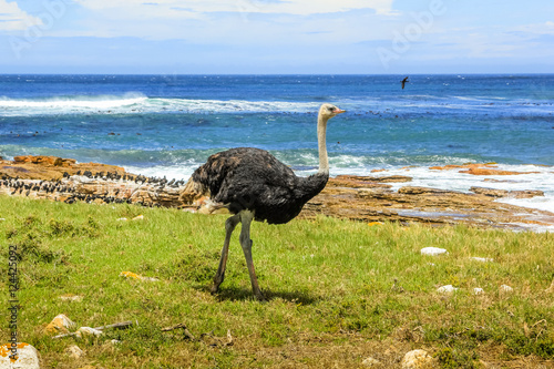 Side view of Ostrich walking in wild coast at the Cape of Good Hope in Table Mountain National Park, South Africa.