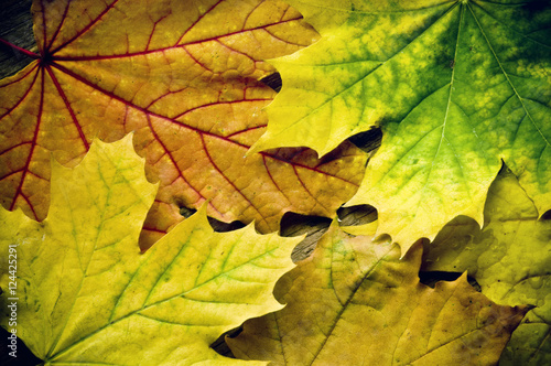 Wallpaper Mural Autumn leaves background Torontodigital.ca