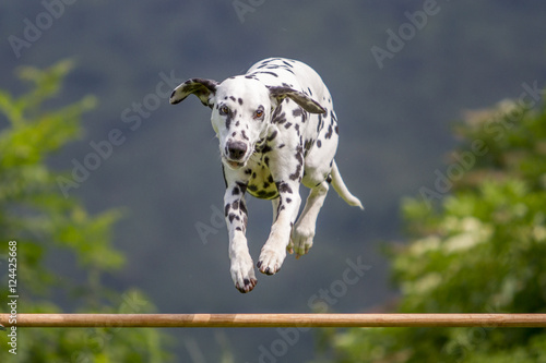 Dalmatiner beim Sprung über Hürde photo