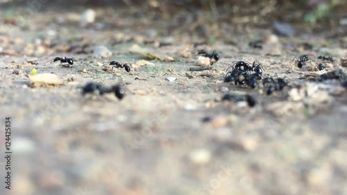 Ants collecting food in autumn to the harsh winter. Take macro for the sake of soil.