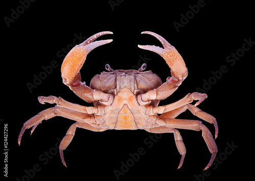 crab isolated on black background