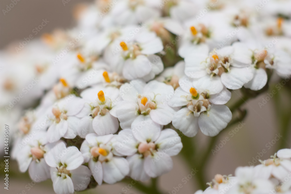 Beautiful white flowers Beautiful white flowers