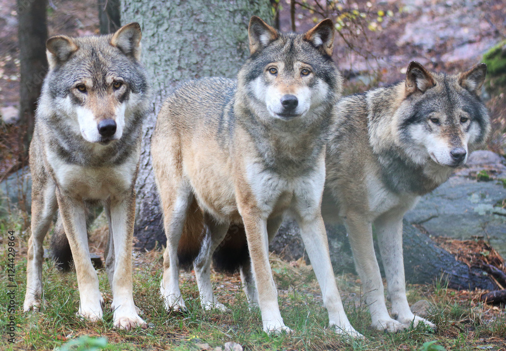 Wolves Wolves