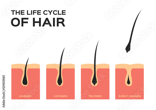life cycle of hair . hair fall vector