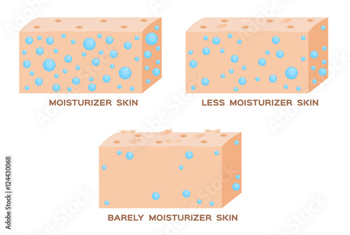 moisturizer in skin . 3 level of moisturizer . vector . anatomy