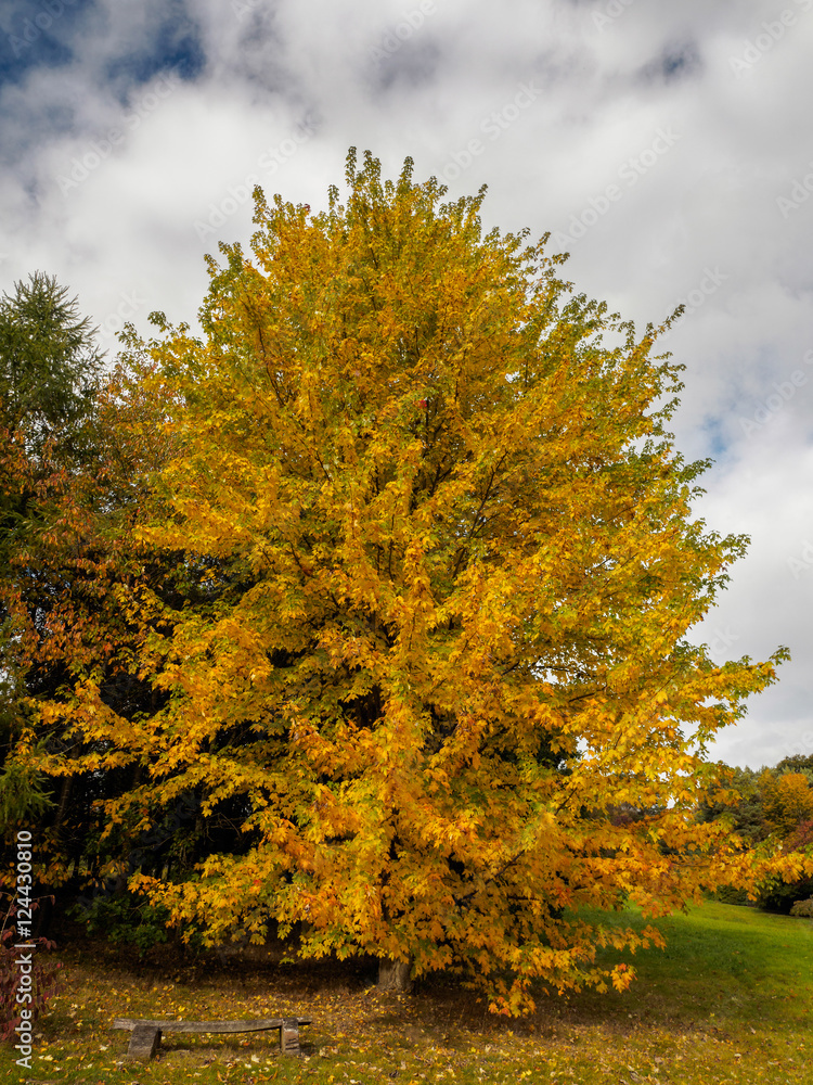 Acer Soccharinum Tree in Autumn - obrazy, fototapety, plakaty 