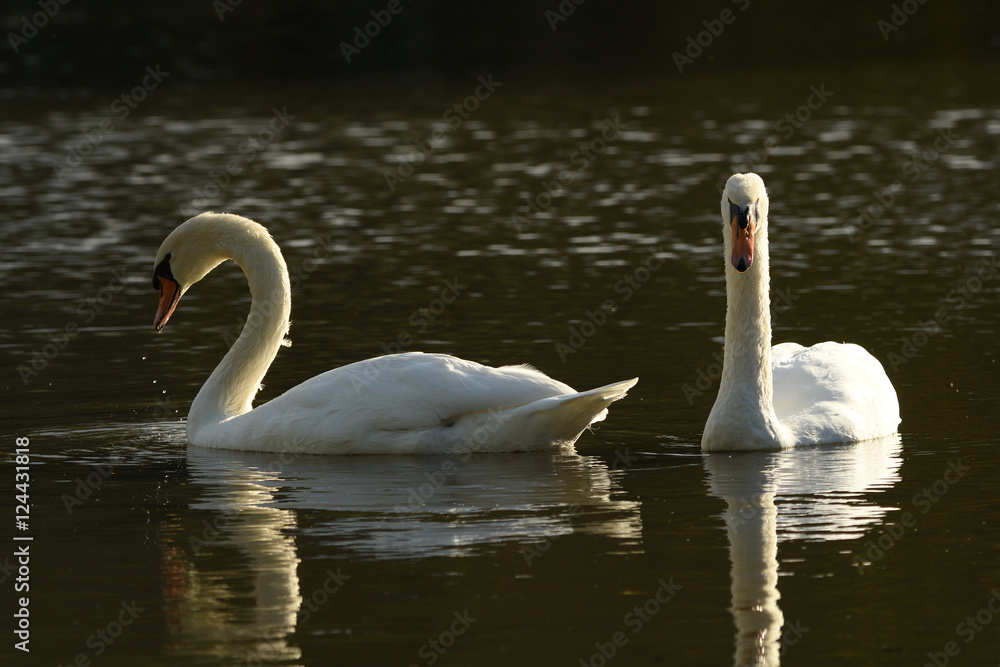 Obraz premium Two white Swans