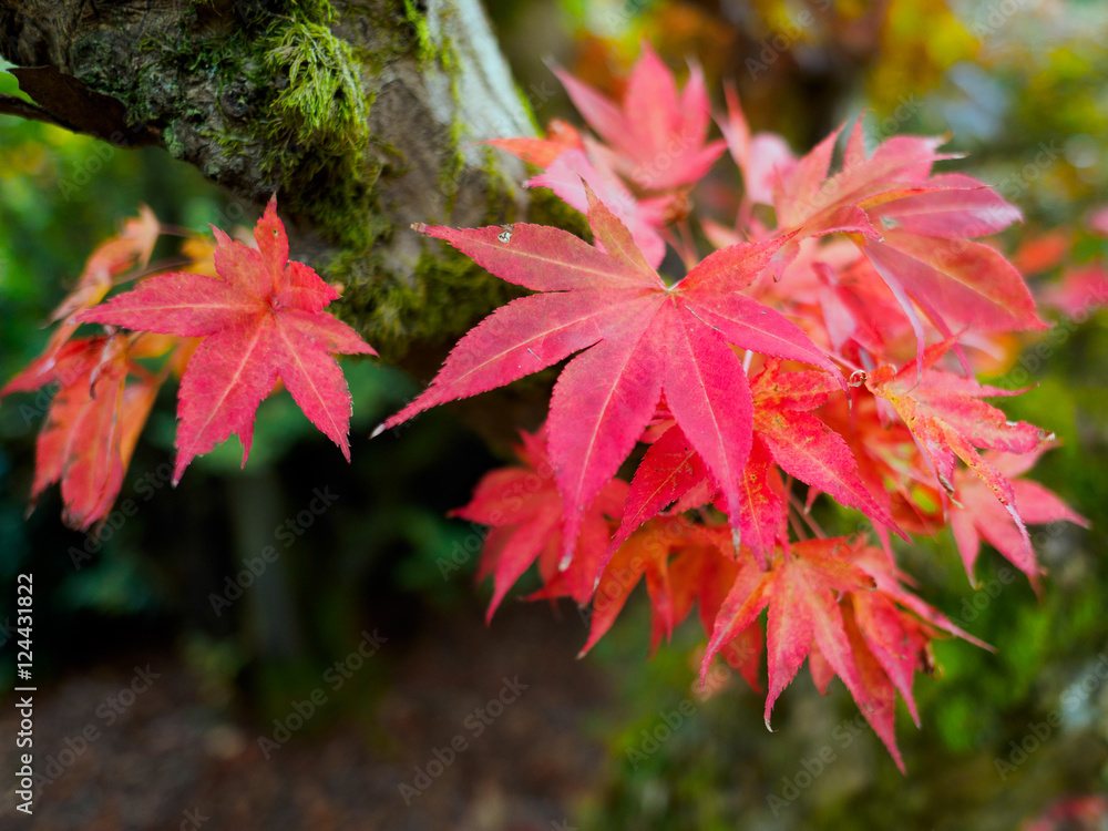 Japanese Maple (Acer palmatum) in Autumn Colours Japanese Maple (Acer palmatum) in Autumn Colours