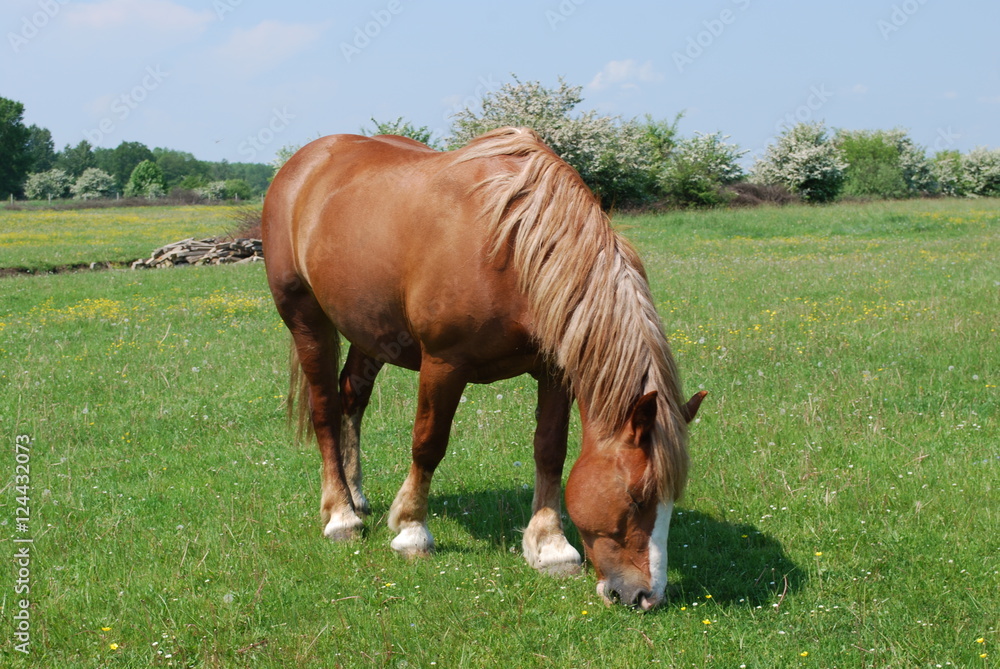 Fototapeta premium koń