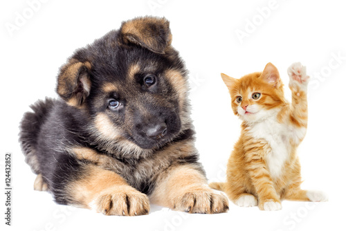 kitten and Puppy looking