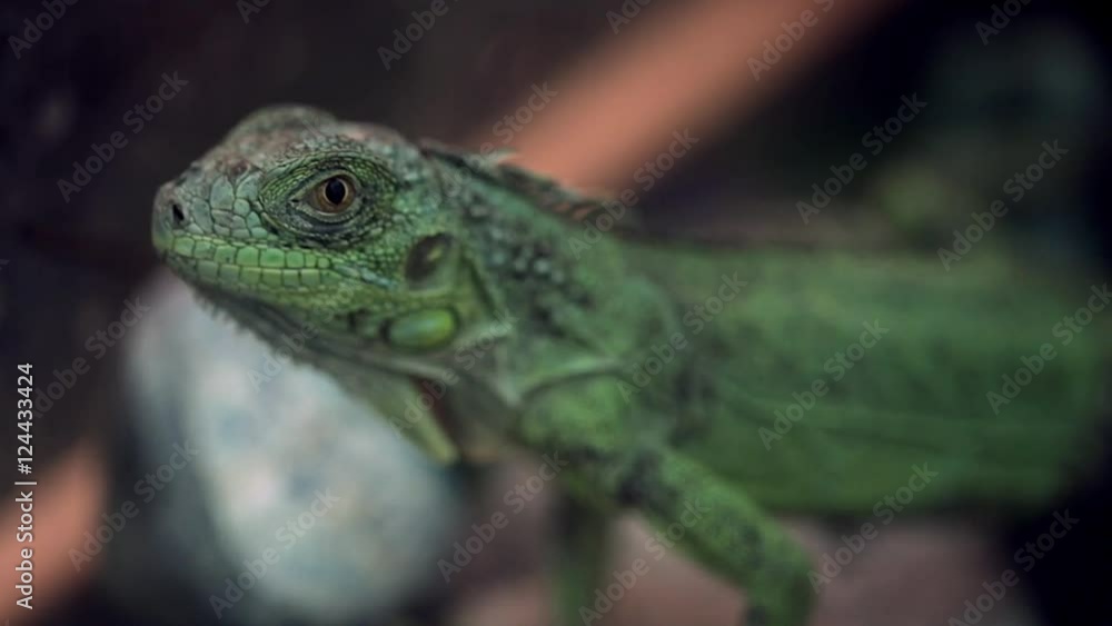 Green eublepharis sits motionless on a stone Green eublepharis sits motionless on a stone