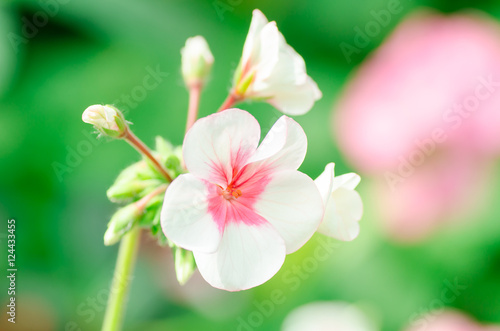 Fototapeta Naklejka Na Ścianę i Meble -  Beautiful geranium flower in a garden