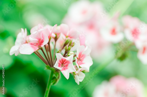 Fototapeta Naklejka Na Ścianę i Meble -  Beautiful geranium flower in a garden