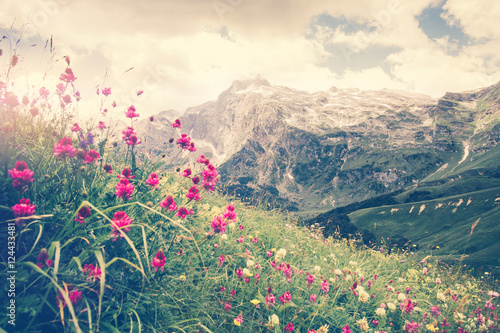 Rocky Fisht Mountains and green alpine valley with blooming pink flowers Landscape Summer Travel scenic view