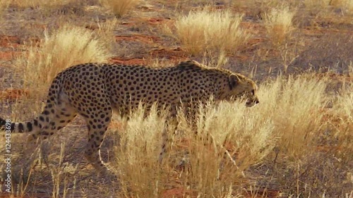 Two cheetahs walking on red desert sand inside the remote Madikwe Game Reserve, South Africa, on the border with Botswana.