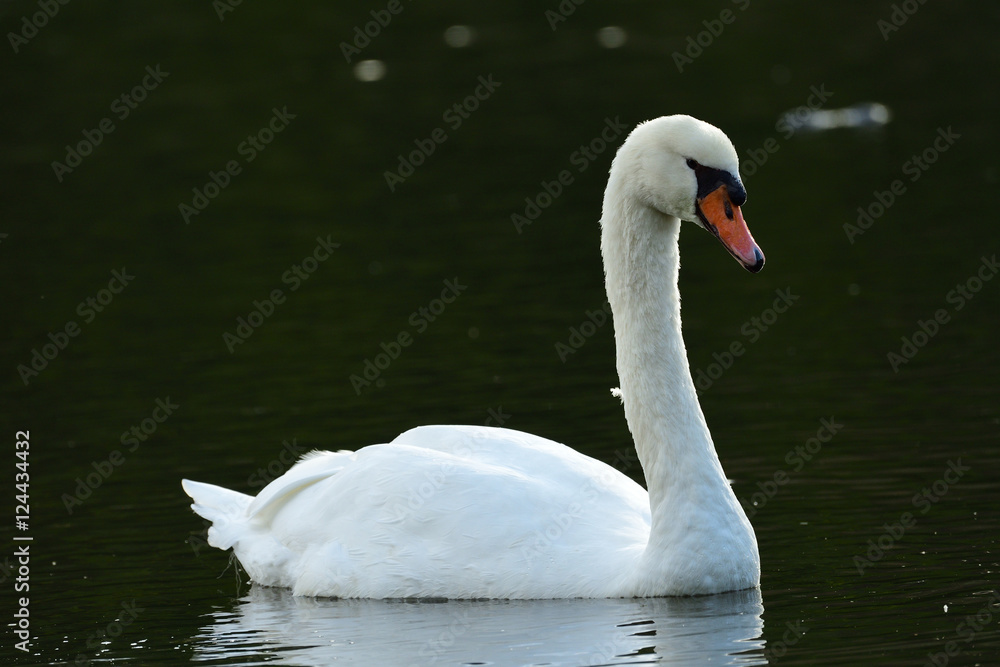 Obraz premium White Swan