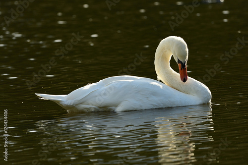 White Swan