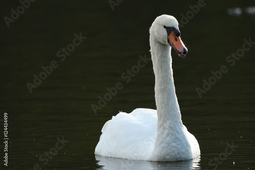 White Swan