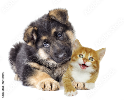 German Shepherd puppy and red kitten