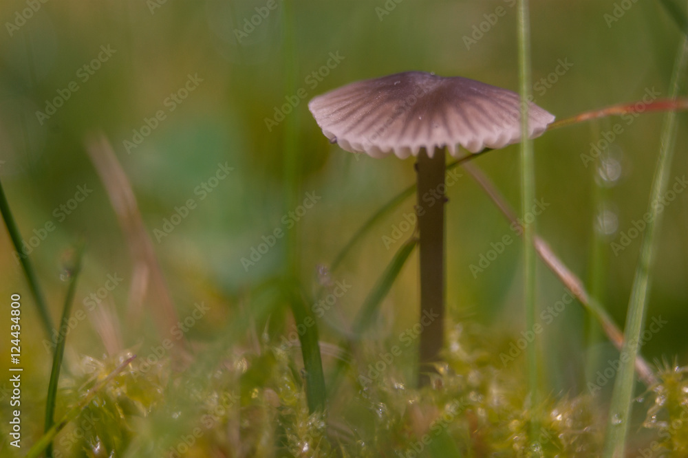 little, lonely Mushroom little, lonely Mushroom