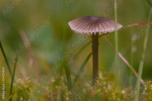 Wallpaper Mural little, lonely Mushroom Torontodigital.ca