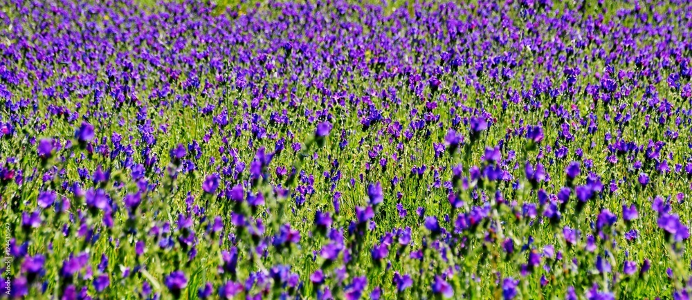 Obraz premium Close up of blue wild flowers on a meadow